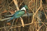 Amazon Kingfisher